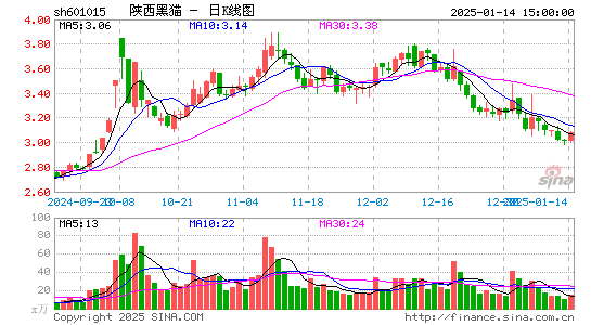 陕西黑猫